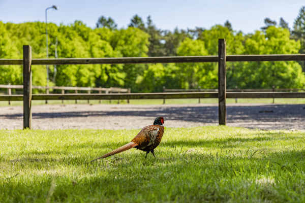 photo 16 Kleine Linderesweg 50