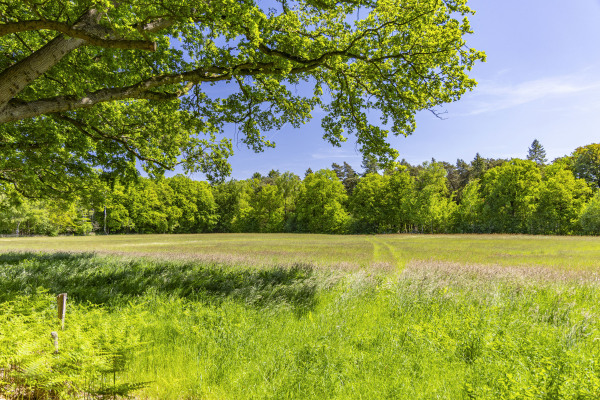 photo 45 Kleine Linderesweg 50