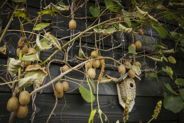 photo 74 Hardermaat 12